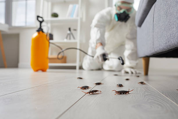 Affordable Termite Control solutions in Fleming Island, FL